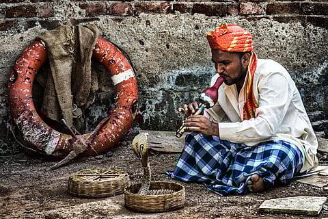 Sanke charmers are known as Sapera or Sapelas, or Jogi-Naths in Haryana, whereas in the state of Rajasthan, they are called Kalbeliyas. Photo: iStock
