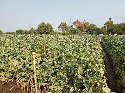 Opium is legally cultivated in only three states of India, viz. Madhya Pradesh, Rajasthan and Uttar Pradesh, for medicinal and scientific purposes. Photo: Nishant Jain.