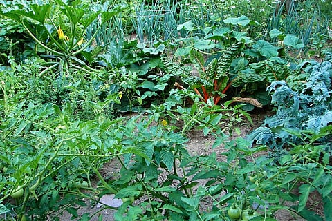 फोटो साभार : विकिमीडिया कॉमन्स, घर का बगीचा, जिसमें सब्ज़ियां, अनाज और फल आदि हैं