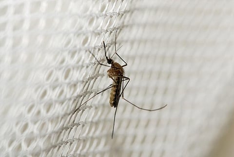 With the latest announcement, the WHO officially declared 41 countries and one territory, including 21 countries in the European Region, malaria-free. Photo: iStock.