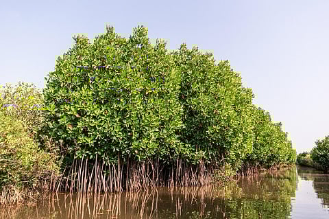Present in the lowlands of intertidal zones in most tropical and sub-tropical countries, Mangroves act as the first line of defence during cyclones. Representative photo: iStock.