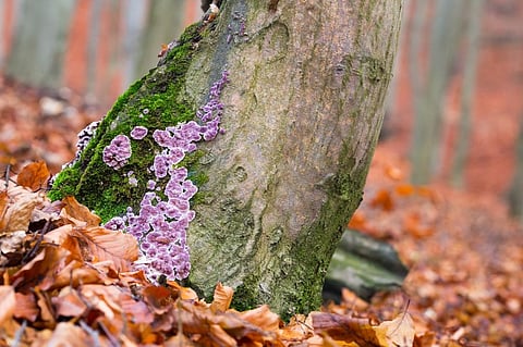 Parasitic fungus ‘Chondrostereum purpureum’ growing on tree trunks. Photo: iStock