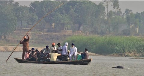 An Indus dolphin swims alongside a boat on the Beas in Punjab. Photo: Gitanjali Kanwar