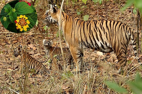 फोटो साभार : विकिमीडिया कॉमन्स, विकिग्रिंगो