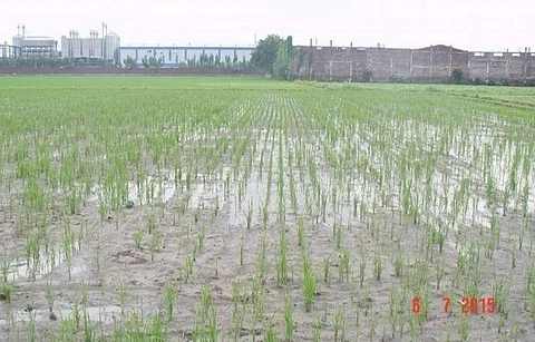 सरकार को धान की सीधी बुआई के लिए किसानों को प्रेरित करना चाहिए।