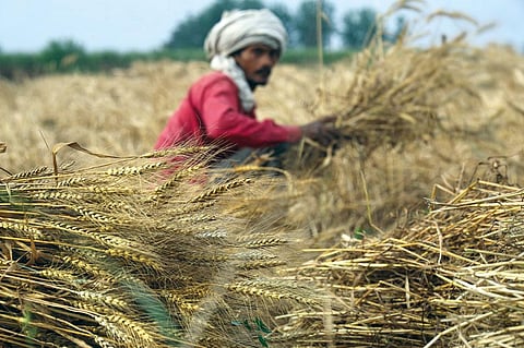 Most wheat varieties require a day temperature of under 25°C in February-March, but 2022 saw a severe heatwave, when temperature crossed 30°C on several days in March (Photograph: Vikas Choudhary)