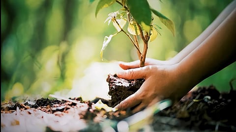 Even the basis for tree cover was just number of trees planted, India is falling behind in the targets to increase the quantity and quality of forest set in the GIM. Photo: iStock
