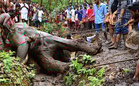 A representative photo from iStock showing an elephant capture