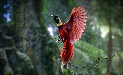 Photo: Ryan Boedi/Shutterstock