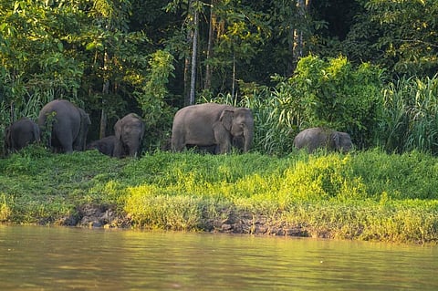 Borneo elephants on the Kinabatangan River, Sabah in Borneo, Malaysia. Photo: iStock