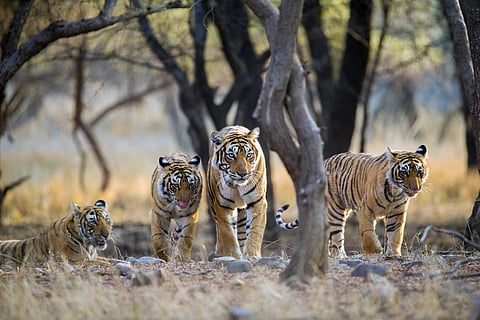 भारत के राष्ट्रीय उद्यान में स्वच्छंदता से विचरते बाघ; फोटो: आईस्टॉक