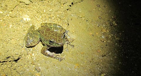 Siju Cave frog or Amolops siju discovered from Siju Cave, Meghalaya. Photo: Bhaskar Saikia