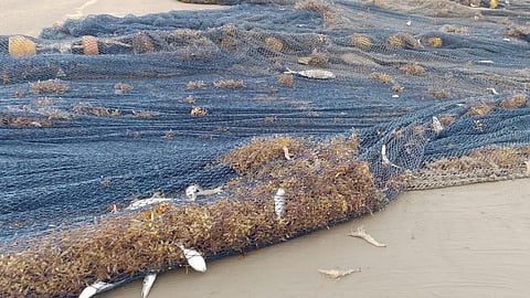 Ghana’s fishing industry has a ‘golden seaweed’ problem — how citizen science can help