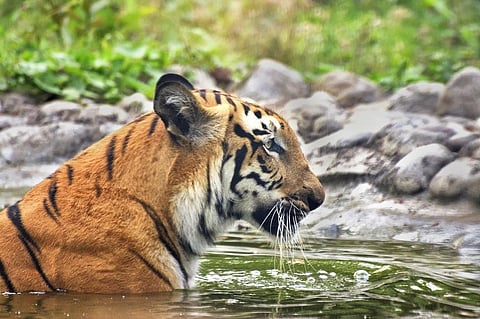 On the other hand, poaching and tiger-human conflicts have been largely controlled here. Photo: iStock.