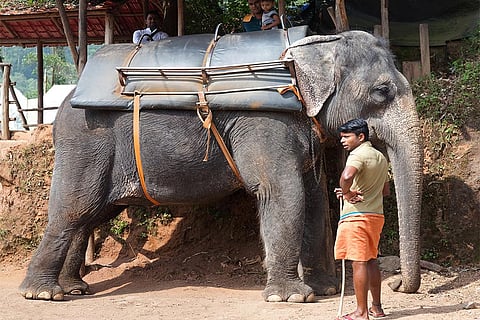 केरल में पर्यटकों का इंतजार करता महावत; फोटो: आईस्टॉक