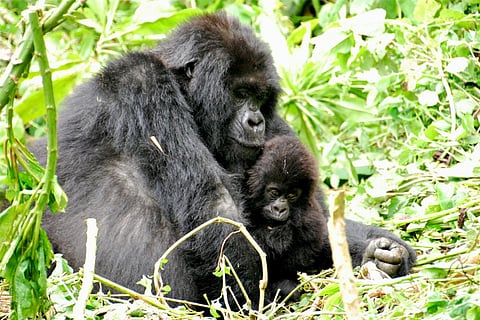 फोटो साभार : विकिमीडिया कॉमन्स