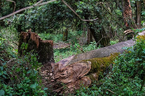 Illegal logging in Africa is a threat to security