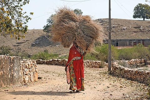 A resident of Tirol village in Rajasthan’s Udaipur district carries fodder collected from a pasture developed on revived common land (Photo: Vikas Choudhary)