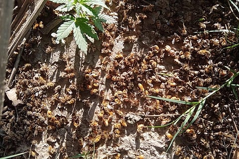 पॉलिनेशन के लिए रखी हुई इटेलियन मधुमक्खियों के मरे हुए झुंड। फोटो: रोहित पराशर