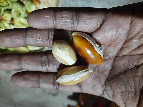 The livelihood of the tribal people is being adversely impacted by growing competition from intermediaries. photo: iStock