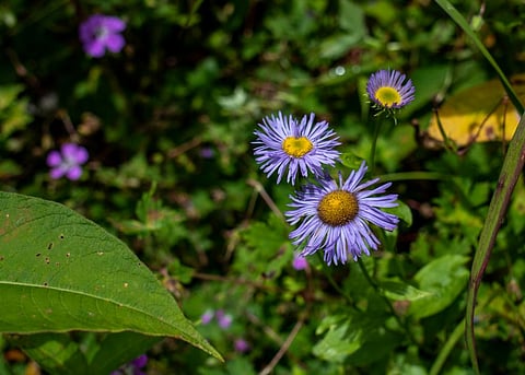 अंतर्राष्ट्रीय जैव विविधता दिवस विशेष: क्या कागजी कसरतों से हो पाएगा जैव विविधता का संरक्षण?