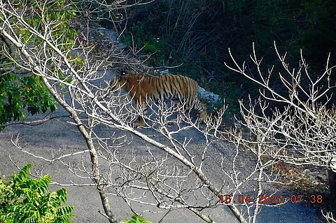 उत्तराखंड में 16 अप्रैल को पौड़ी के डल्ला गांव के पास कैमरे में कैद बाघ की तस्वीर, साभार - डीएफओ गढ़वाल