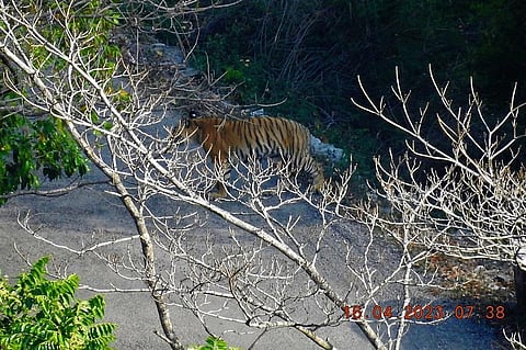 A tiger captured on camera near Dalla village, Pauri in Uttarakhand on April 16, Photo: divisional forest officer (DFO), Garhwal