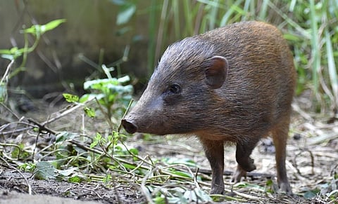An adult female pygmy hog. Photo: Parag Deka