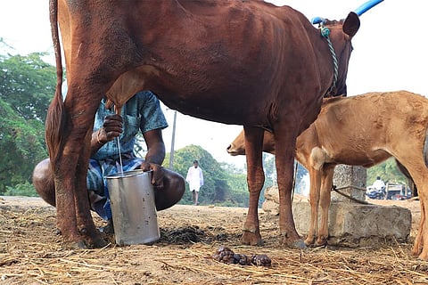 तमिलनाडु में अपनी गाय से दूध दोहता एक किसान; फोटो: आईस्टॉक