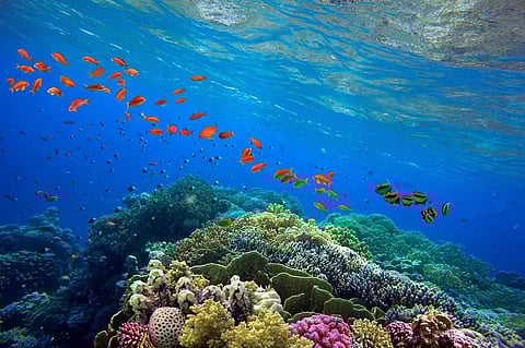 Fish communication is more active in the pre-monsoon than in the post-monsoon season. Representational photo: iStock.