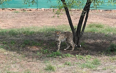 One of the cheetahs released into a boma at Kuno National Park on September 17, 2022. Photo: @narendramodi / Twitter