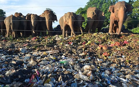 Habitat loss has driven Asian elephants, like these foraging at a garbage dump in Sri Lanka, into human areas. Photo: Lakruwan Wanniarachchi/AFP via Getty Images