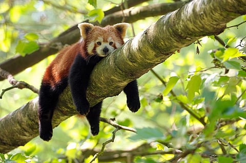 The habitat and most of the corridors of Red Panda are outside the Protected Area network. Photo: iStock.