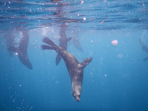 Juan Fernández fur seals were once hunted for their semi-waterproof fur. Photo: Constanza Toro Valdivieso, Author provided