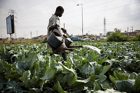 Many children help out on family farms in Africa. Photo: Nana Kofi Acquah / Flickr