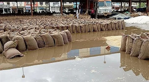 पंजाब की मंडी में खुले में रखा गेहूं खराब होने की आशंका जताई जा रही है। Photo Credit: twitter@Devinder_Sharma