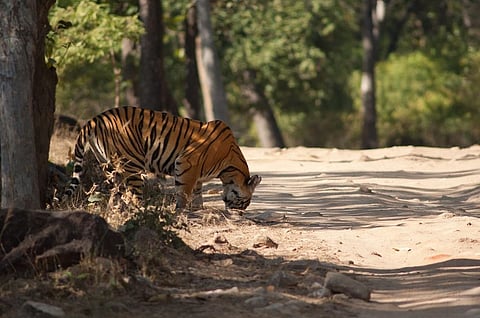 Every sighting or sound we encounter gives us an opportunity to learn, ponder and appreciate the beauty of nature. Representative photo: iStock.