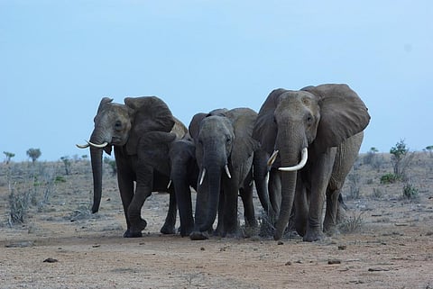 The African elephant is the world’s largest terrestrial mammal. Photo: Mike Unwin© , Author provided (no reuse)