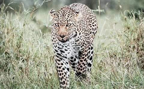 Photo: Cape Leopard Trust