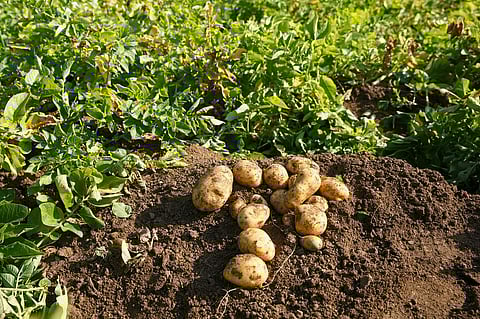 Higher temperatures encourage the development of new fungal pathogen variants. Representative photo: iStock.