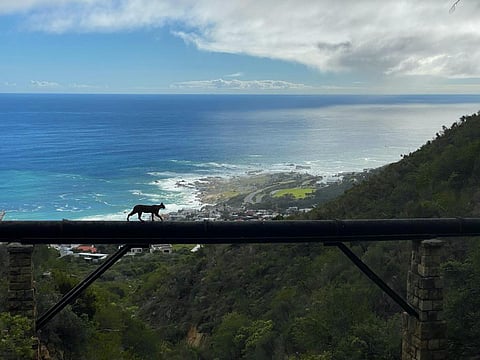 A caracal monitored by the Urban Caracal Project, TMC33 Hermes, walks across a pipeline in Cape Town. Photo: Kris Marx