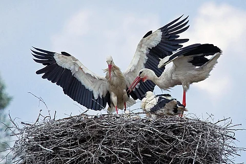 अपने चूजों को खिलाता सफेद सारस का जोड़ा; फोटो आईस्टॉक