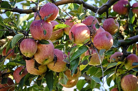 Indian farmers are increasingly concerned about the influx of Iranian apples at low prices. Representative photo: iStock.