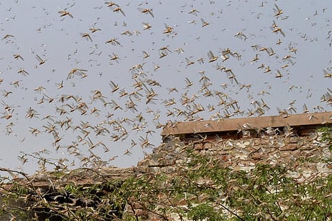 फोटो साभार : विकिमीडिया कॉमन्स