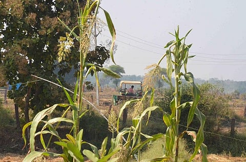 Bankhedi village situated at a distance of 53 km from Bhopal, the capital of Madhya Pradesh. Photo: Rakesh Kumar Malviya