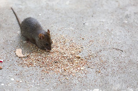 For low-income families, rodent damage can result in a loss of income equivalent to 2-3 months’ worth of food. Photo: iStock