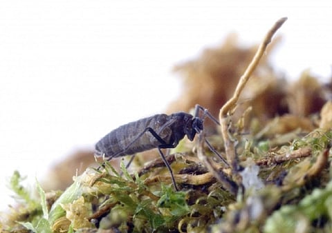 The midge is a native of South Georgia. Source: Pete Bucktrout / BAS