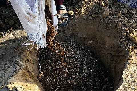 अफगानिस्तान के बगलान में टिड्डियों को नियंत्रित करने के लिए मिट्टी में दबाते स्थानीय; फोटो हाशिम अजीजी/ खाद्य एवं कृषि संगठन (एफएओ)