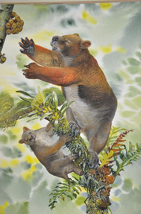 Photo: Peter Schouten, Author provided