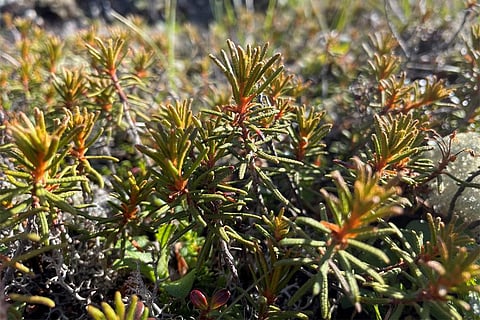 बौने लैब्राडोर चाय के पौधे की पत्तियों में एक ऐसा तेल होता है जो मलेरिया से लड़ने में मदद कर सकता है। साभार: एसीएस ओमेगा पत्रिका